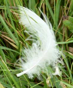 One Little White Feather from an Angel