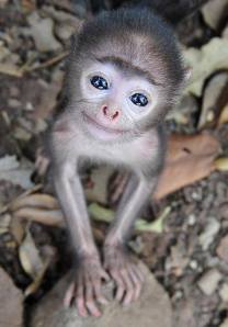 super sweet baby monkey
